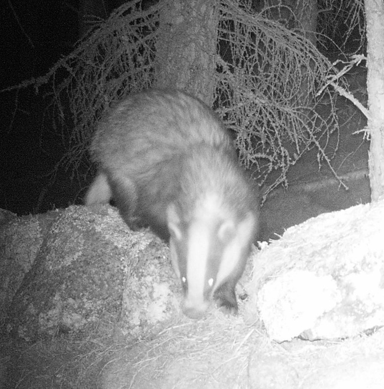 Night vision badger