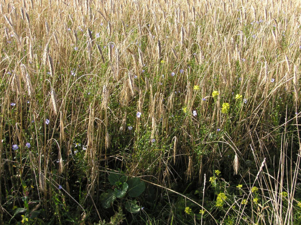 wild bird seed mix-cornbuntings