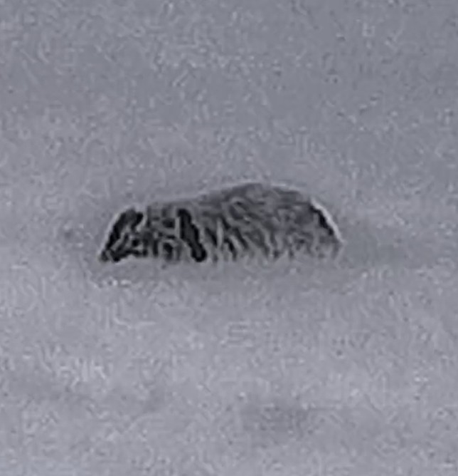 Thermal image badger