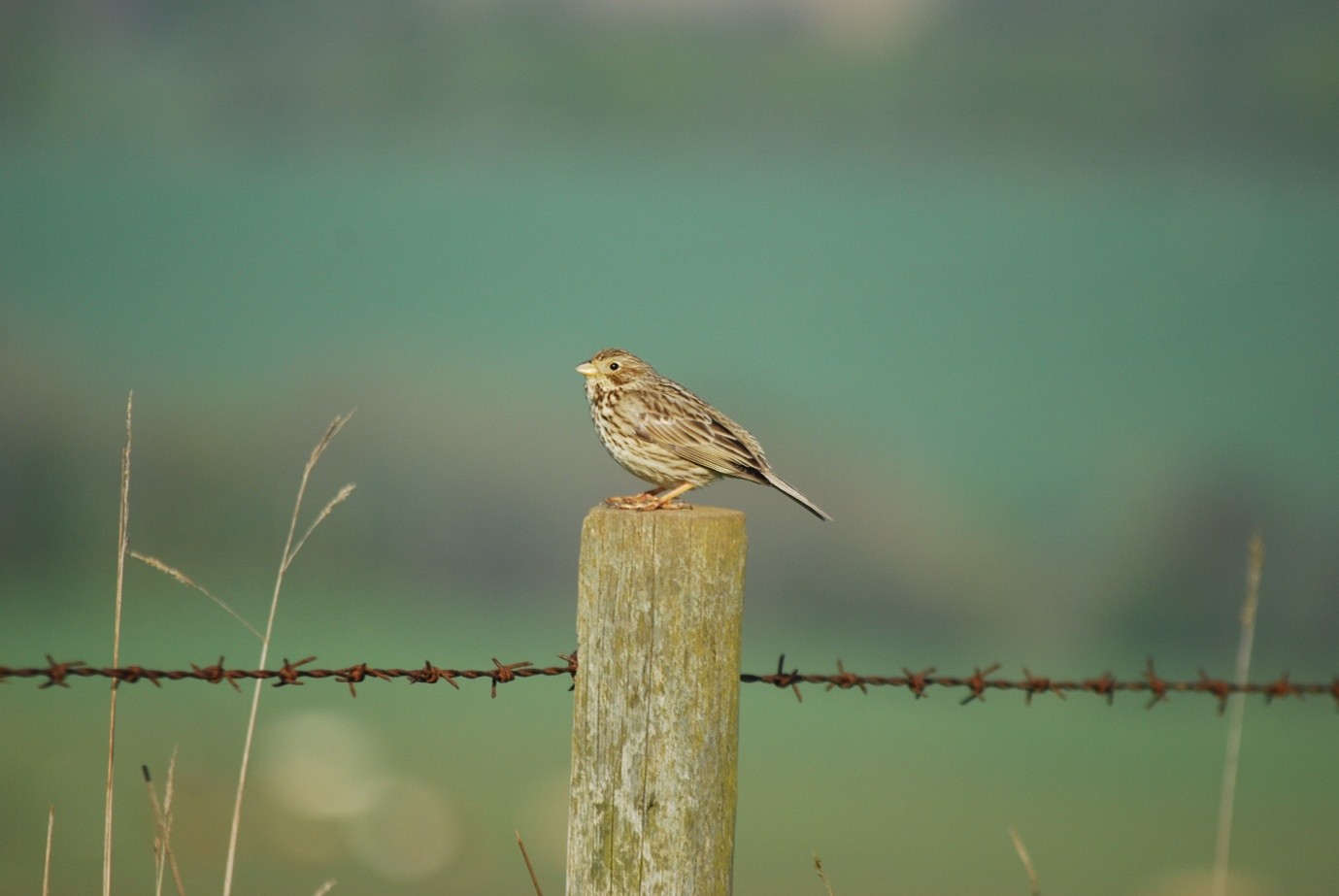 bird-fence-cornbunting