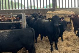 cattle-finishing bulls-indoors