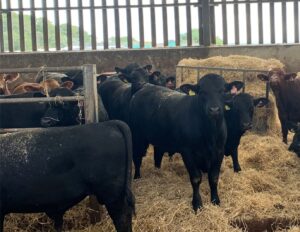 cattle-finishing bulls-indoors