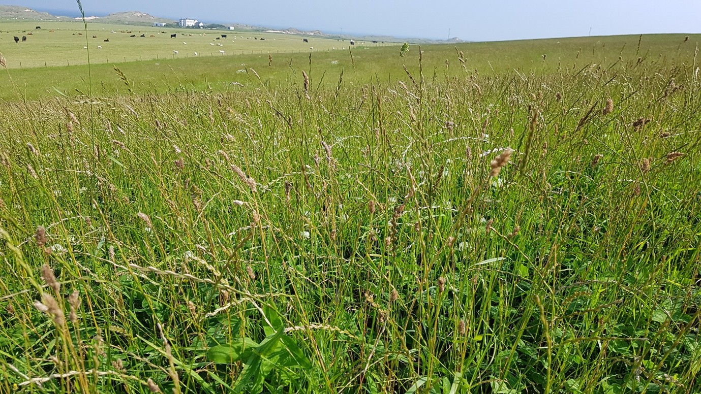 mownsilage-cornbunting-habitat