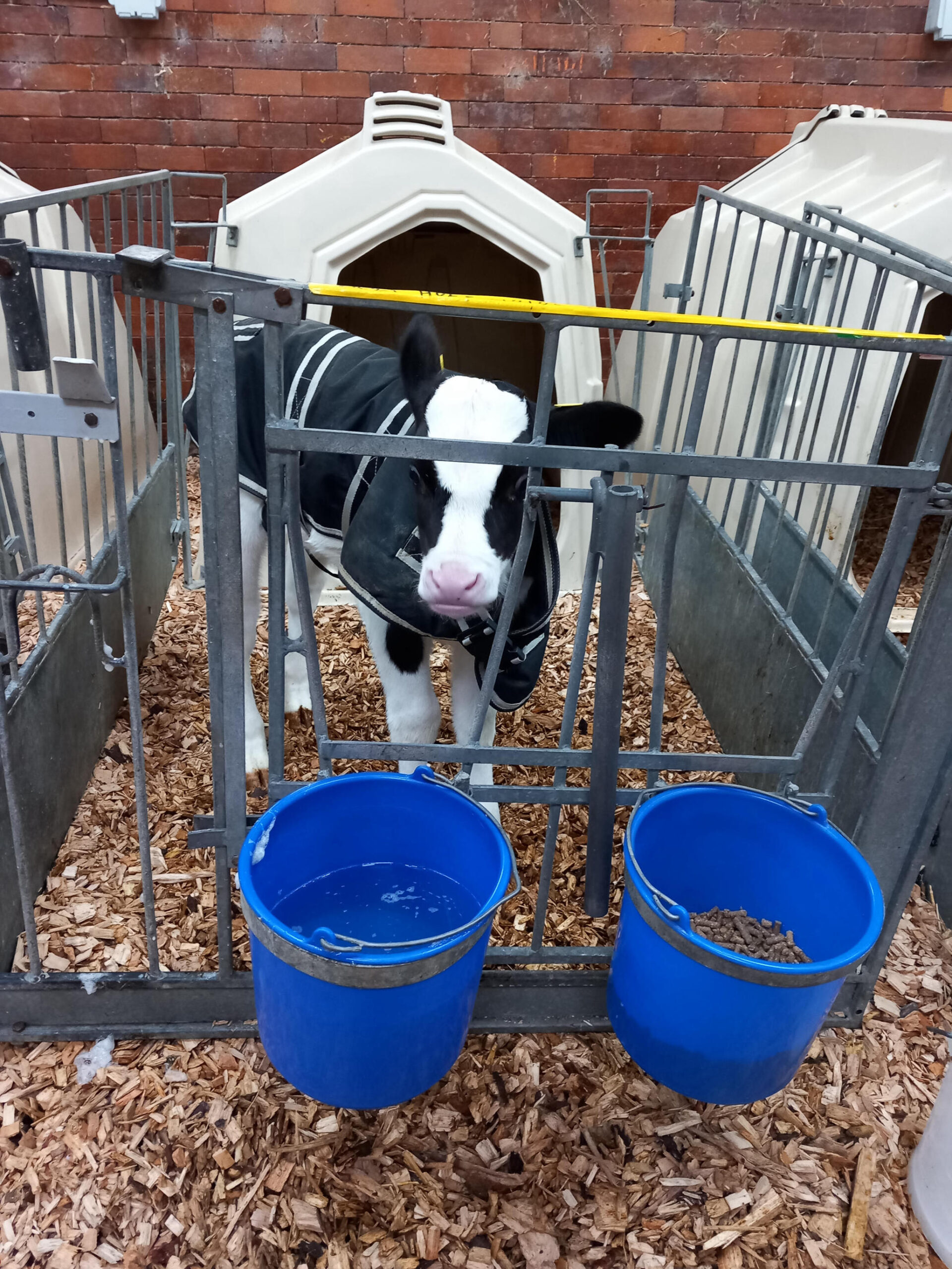 Calf in  a calf pen with two blue buckets