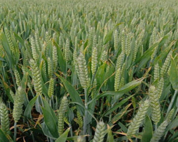Wheat