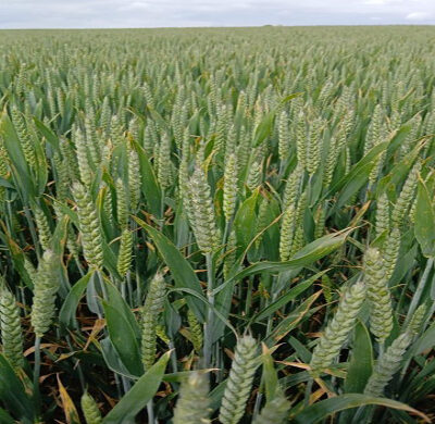 Wheat