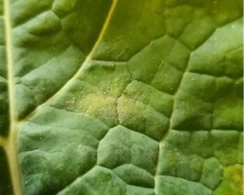 Leaf Spot Oilseed rape
