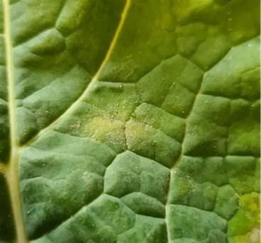 Leaf Spot Oilseed rape