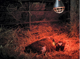 Calf in a straw bed under a heat lamp