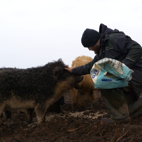FAS TV Feeding the Pigs