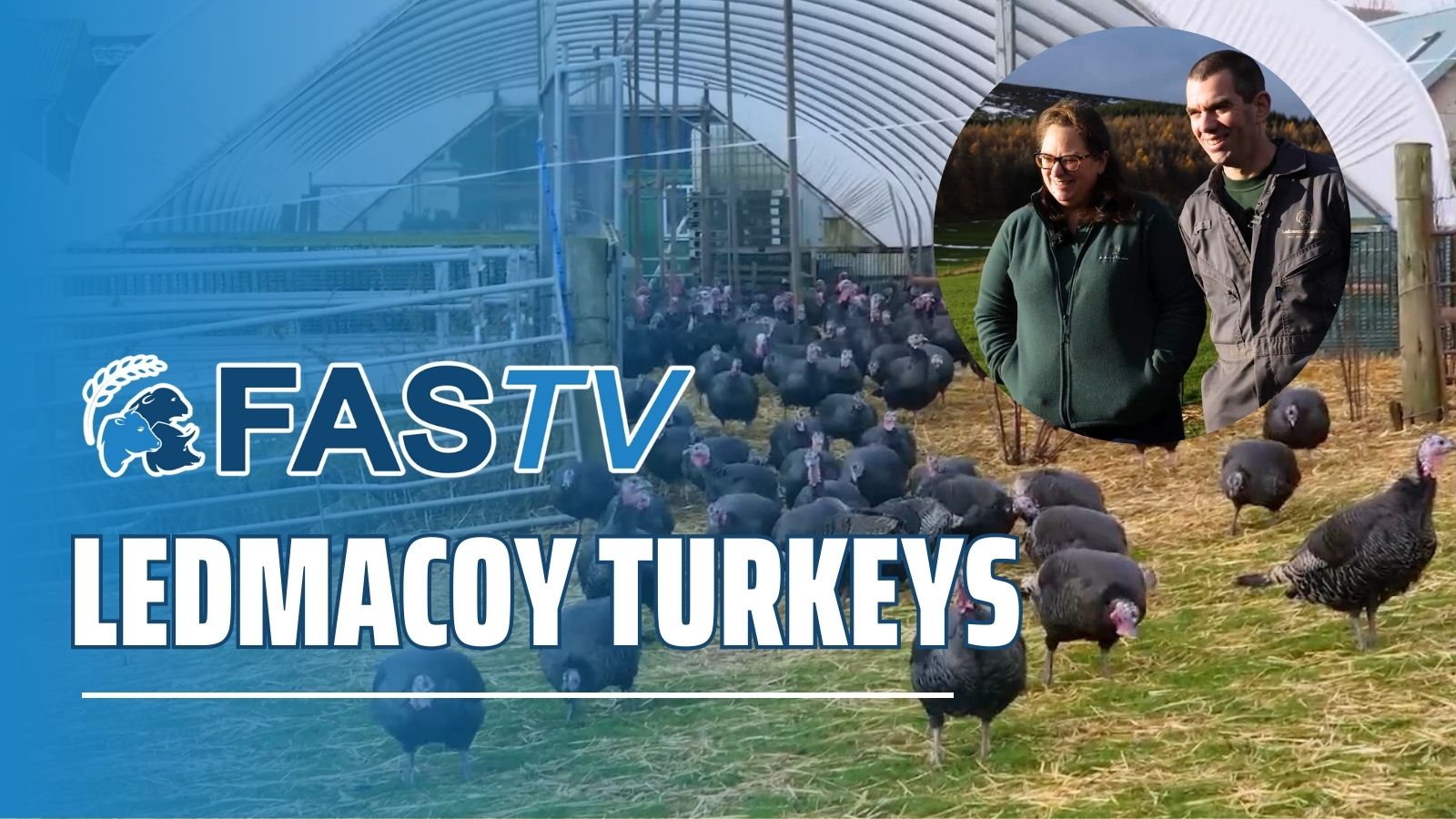 Ledmacoy Turkeys