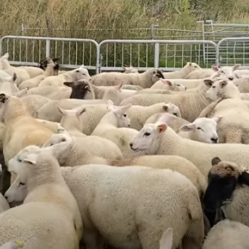 Meikle Tillyeve Farm Sheep