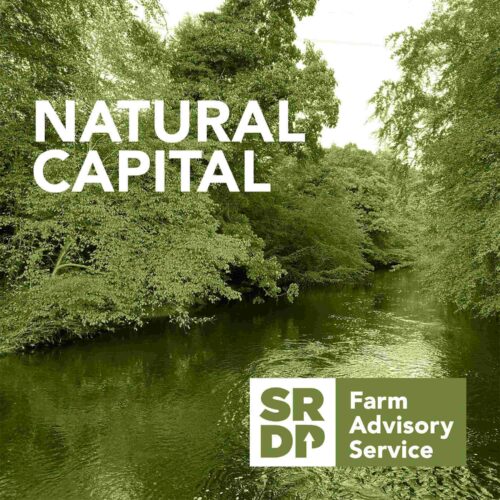 Natural_CapitalLOW