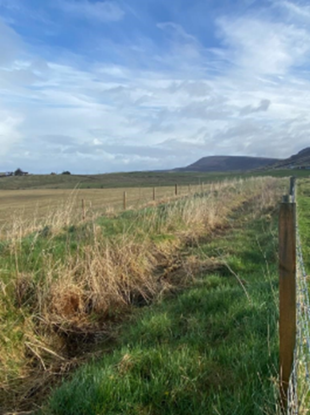 Scuddaburgh-Corncrake_habitat