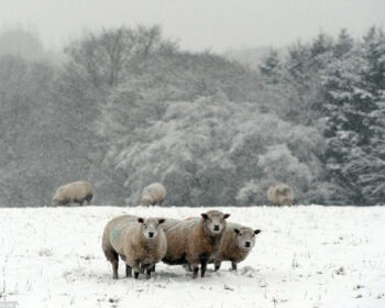 three sheep in the snow