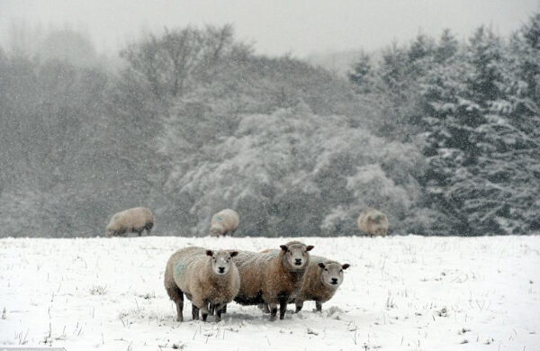 three sheep in the snow