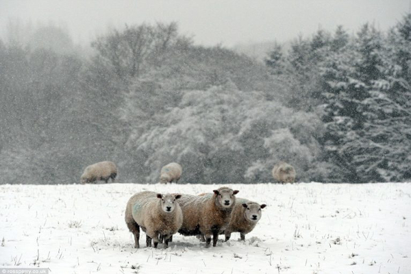 three sheep in the snow
