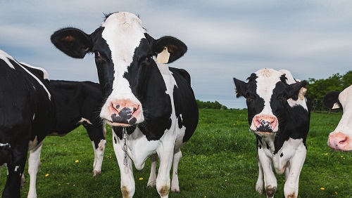 xr:d:DAF1jwVE-1s:4,j:5552223174633278497,t:23112915