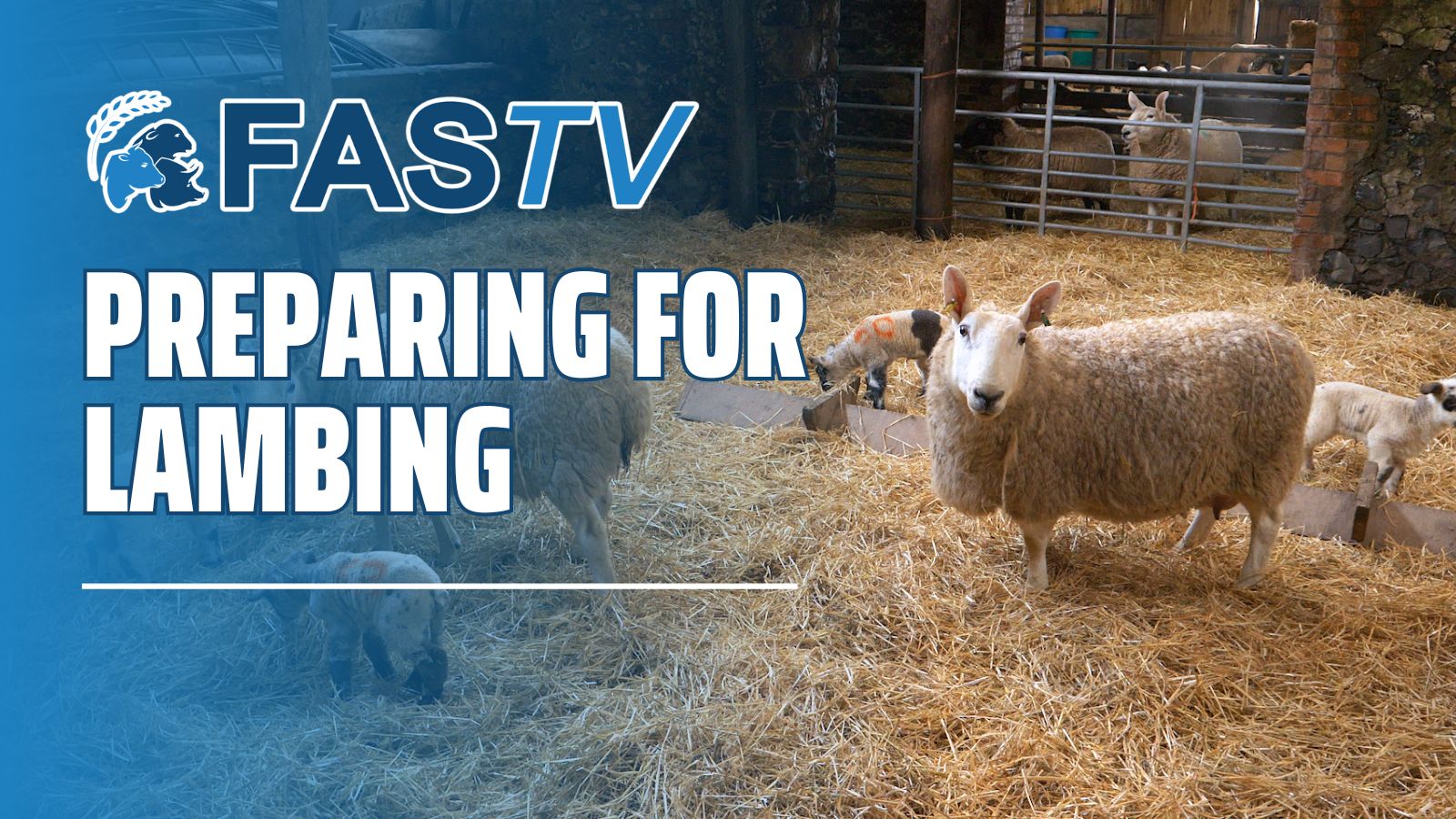 Ep 24 - Preparing for Lambing