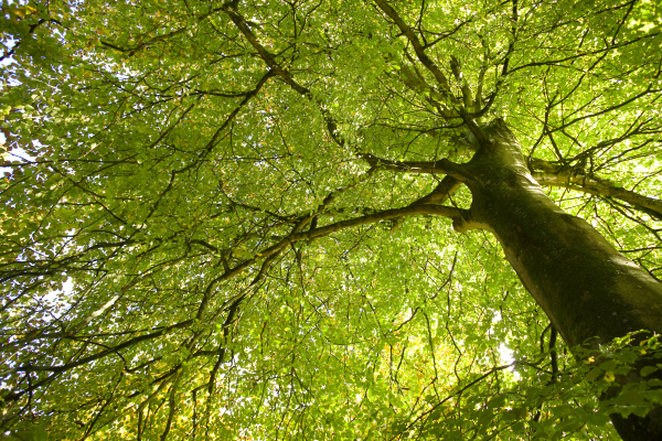Broadleaved Tree