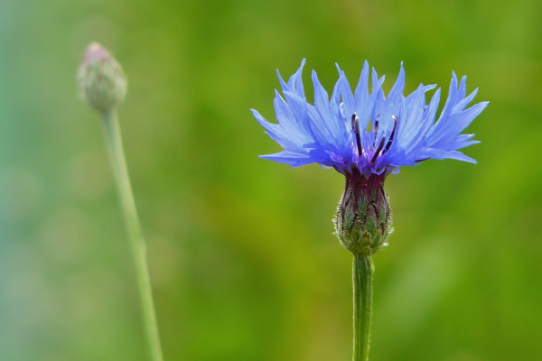 Image from pixabay