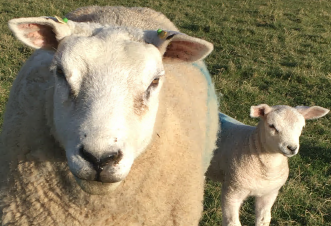 sheep and lamb_photo by Marion McMillan