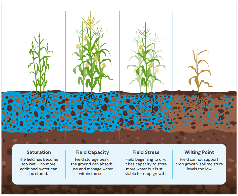 Crop Growth under Different Soil Moisture Levels - CREW