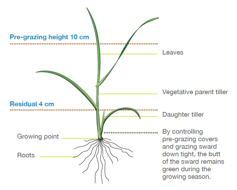 Diagram of a tiller. Source Irish Farmers Journal and AHDB