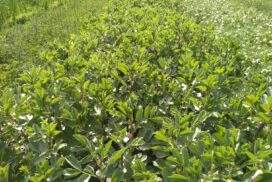 Image by Robin Walker