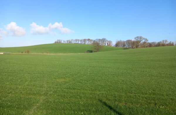 Kirwaugh silage field 1