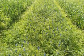 Image by Robin Walker