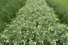 Image by Robin Walker