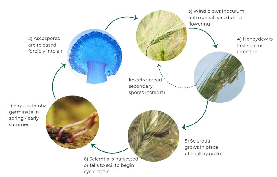 The Lifecycle of Ergot AHDB