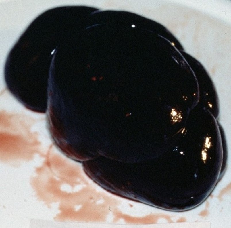 cow-kidney-copper toxicity
