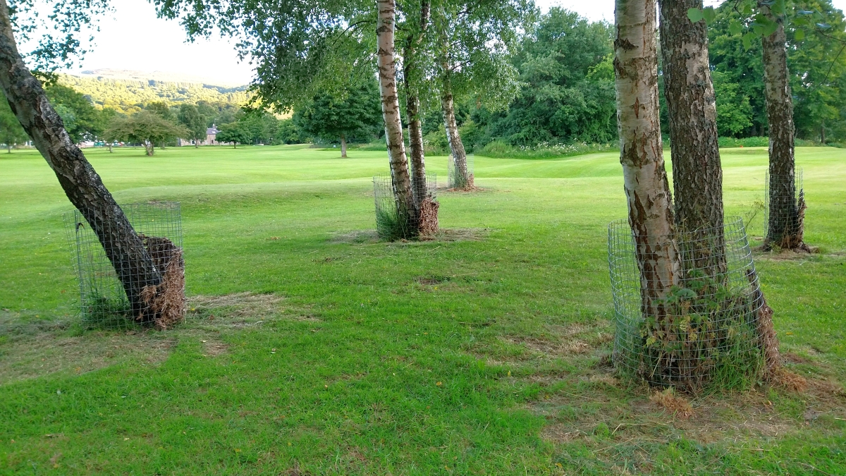 tree-beaver-protection