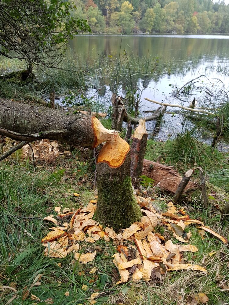 tree-damage-beaver