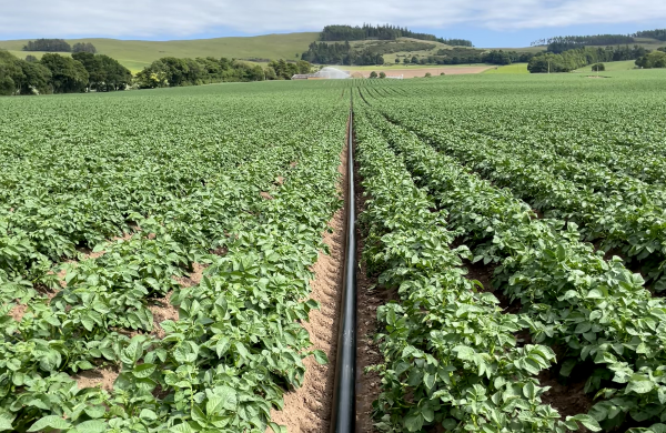 water-irrigation-field