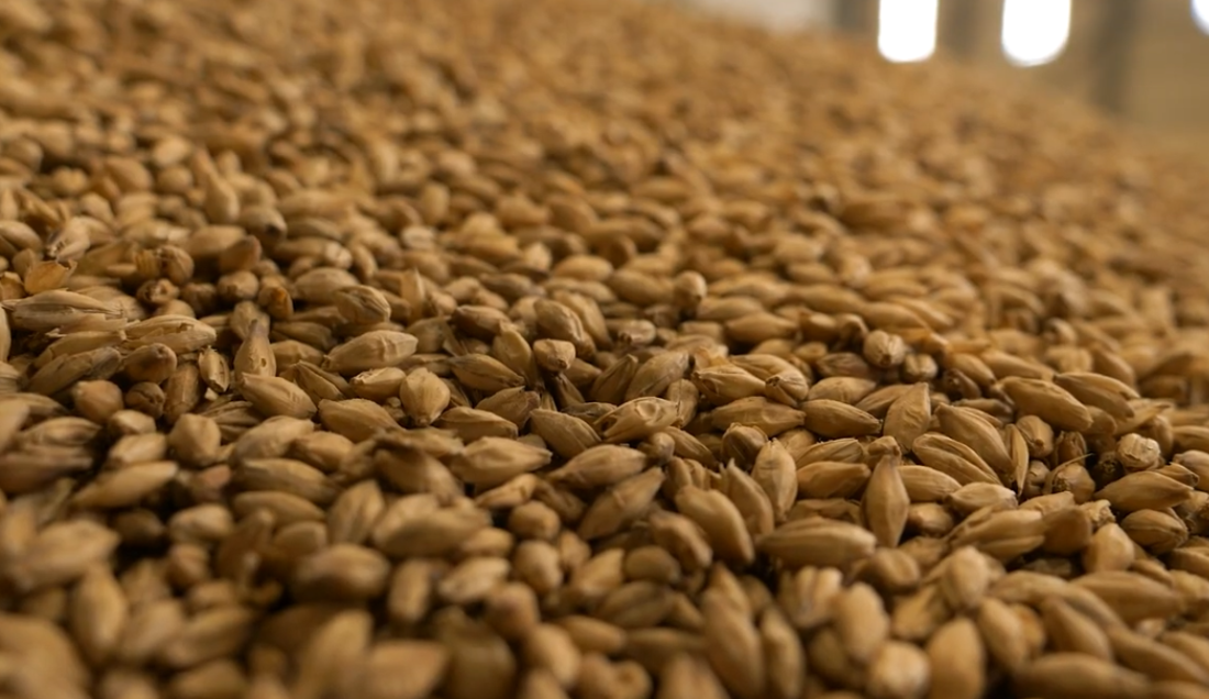 Barley grain_Balmaud Distillery