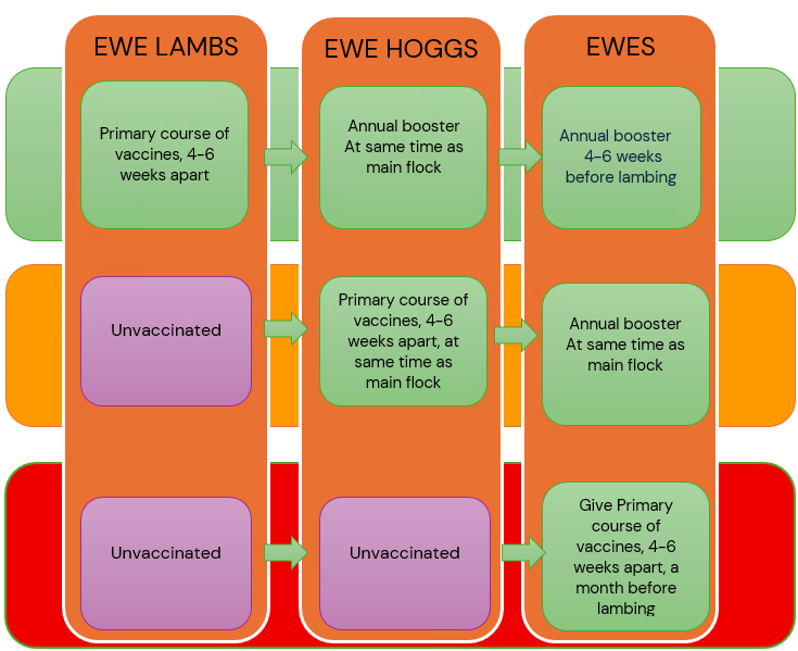 clostridial vaccines in sheep diagram