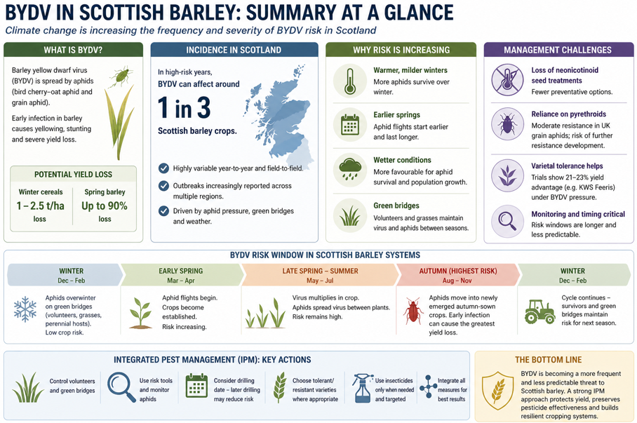 BYDV summary-infographic-large