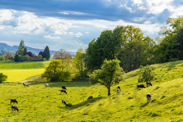 Integrating Trees & the Benefits