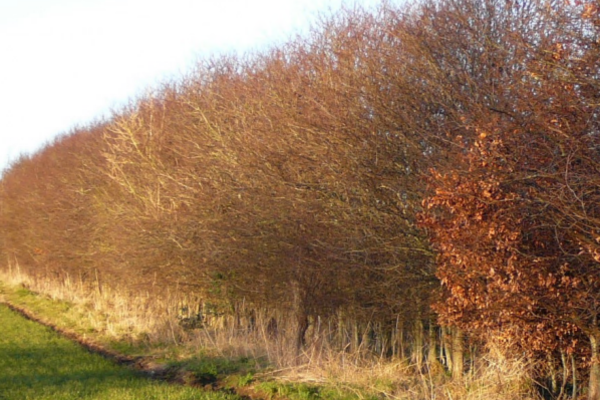Croft and Woodland
