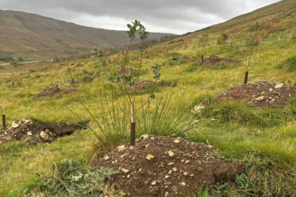 FAS Woodland Tool Helps Crofter Thumbnail