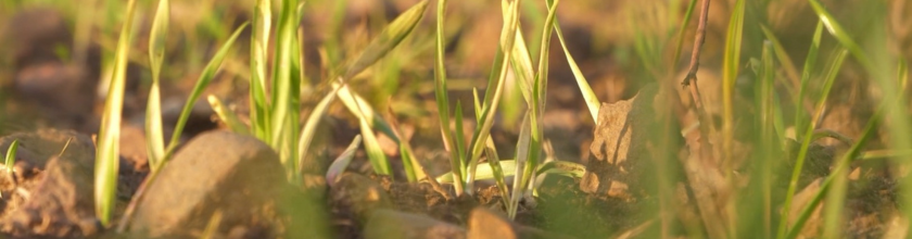 Plant growth in soil banner