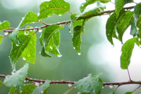 Tree Cuttings
