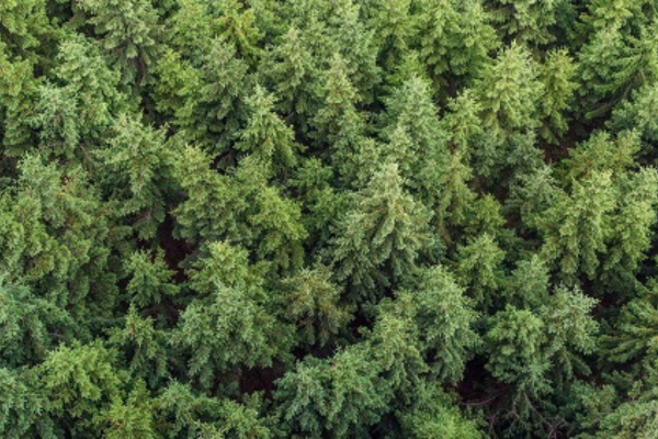 Woodland & Natural Capital News
