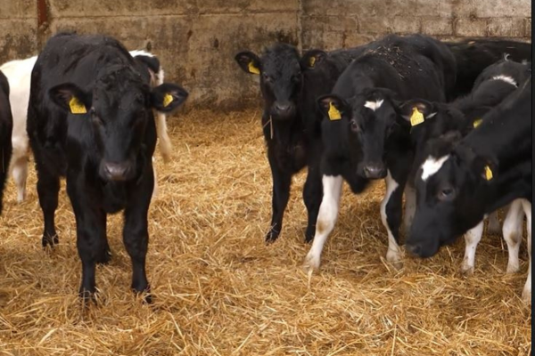 Calf and Heifer Rearing