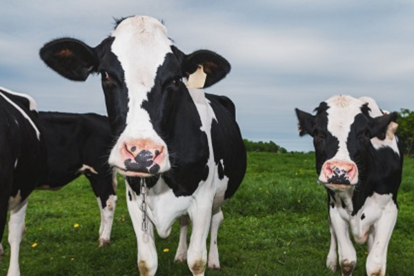 Dairy Industry News