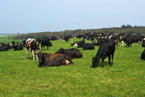 Grassland and Forage