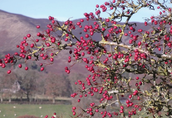 Hawthorn tree berries